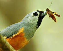 Black-faced Monarch