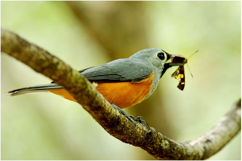 Black-faced Monarchadult