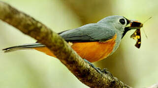 Black-faced Monarch