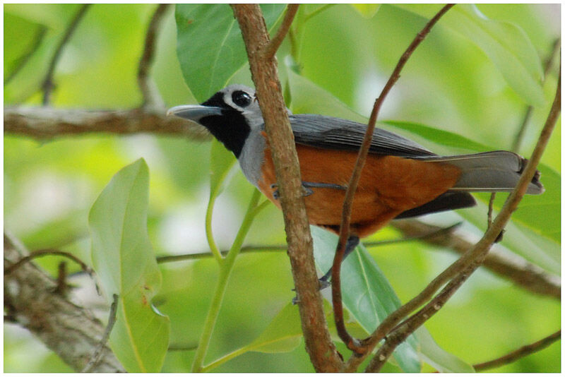 Black-faced Monarchadult