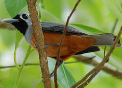 Black-faced Monarch