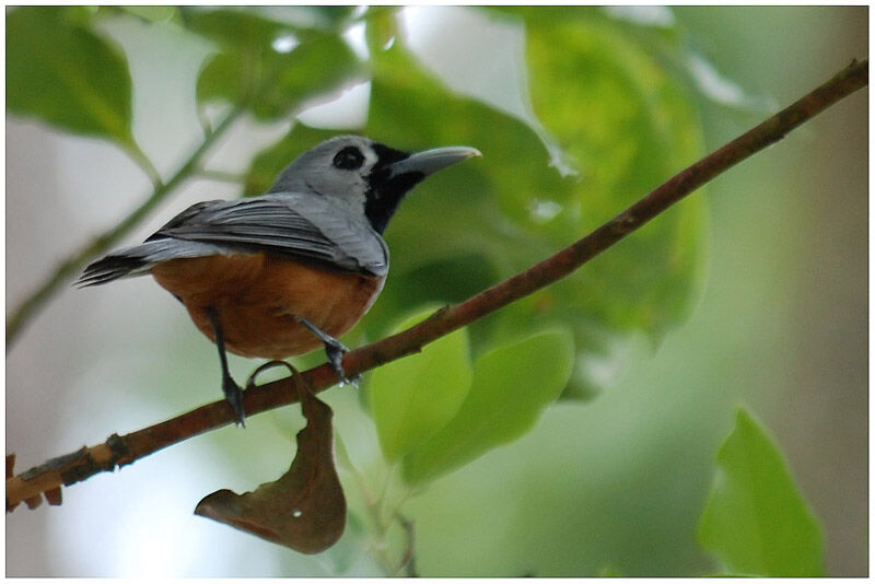 Black-faced Monarchadult