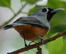 Black-faced Monarch