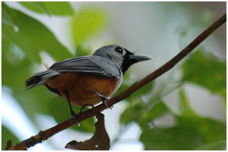 Black-faced Monarchadult