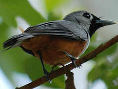 Black-faced Monarch