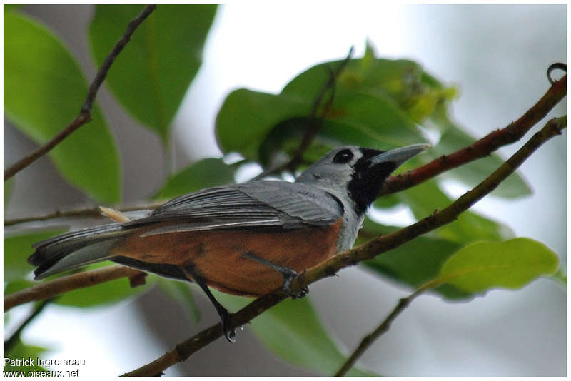 Black-faced Monarchadult, identification