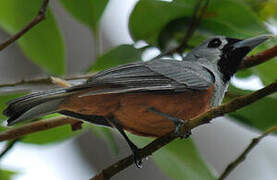 Black-faced Monarch