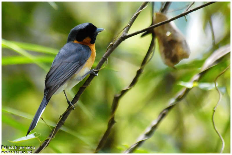 Spectacled Monarchadult, identification