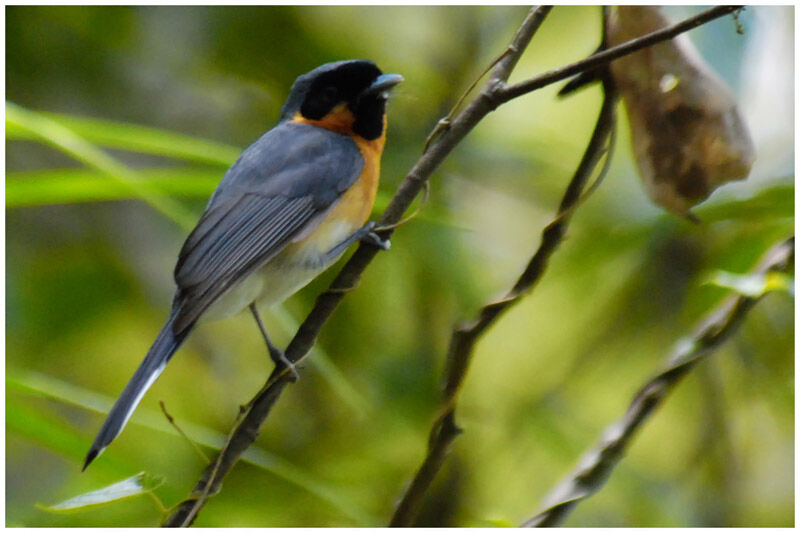 Spectacled Monarchadult