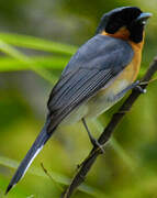 Spectacled Monarch