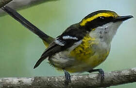 Yellow-breasted Boatbill