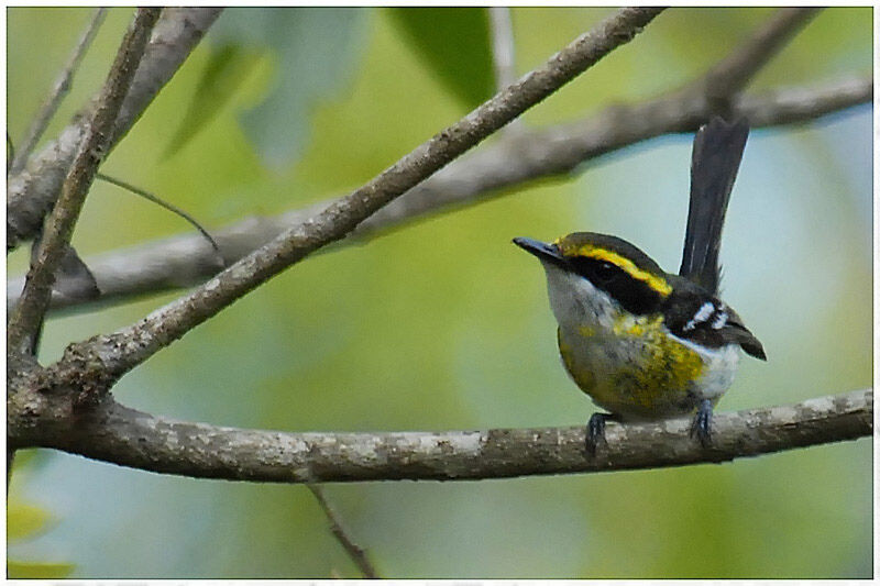 Yellow-breasted Boatbill female adult