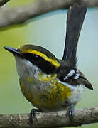 Yellow-breasted Boatbill