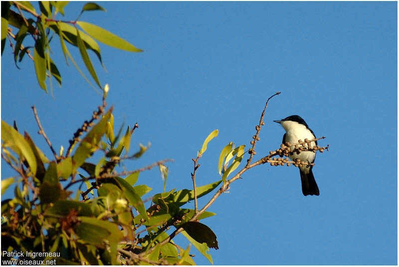 Restless Flycatcheradult, habitat