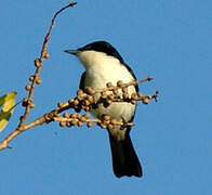 Restless Flycatcher