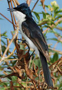 Restless Flycatcher