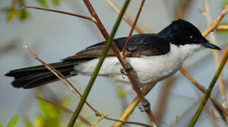 Restless Flycatcher