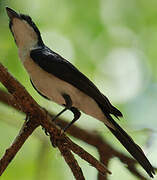 Restless Flycatcher