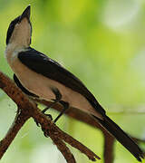 Restless Flycatcher