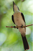 Restless Flycatcher