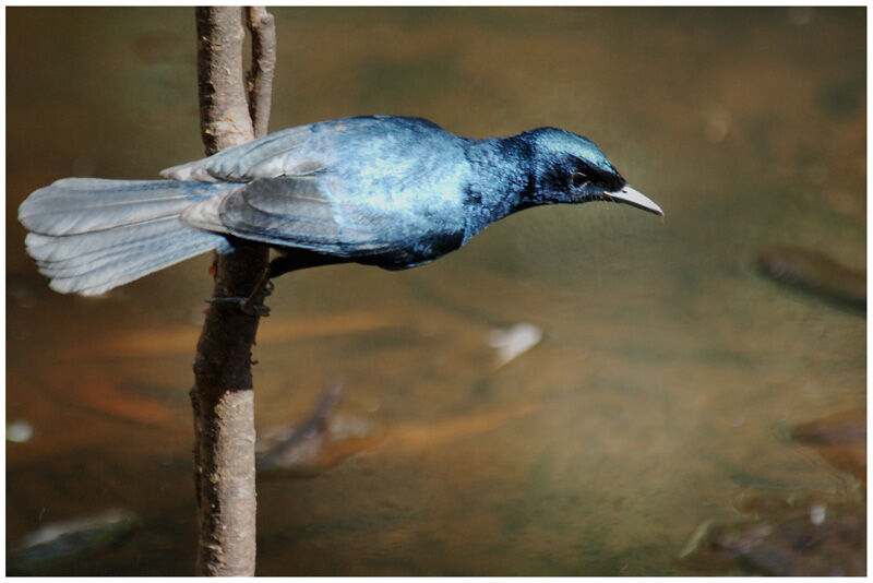 Shining Flycatcher male