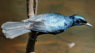 Shining Flycatcher