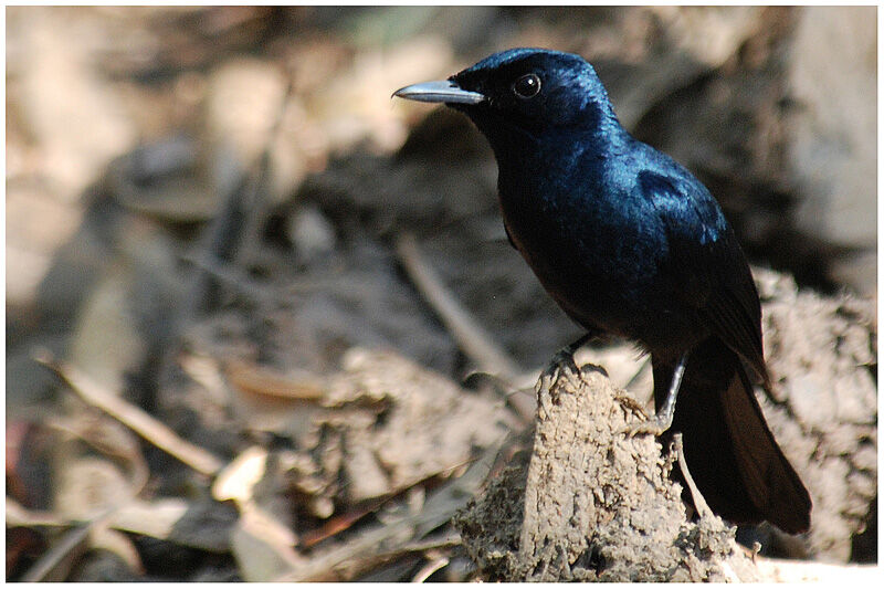 Shining Flycatcher male adult