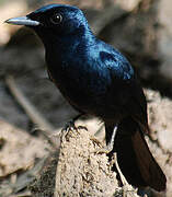 Shining Flycatcher