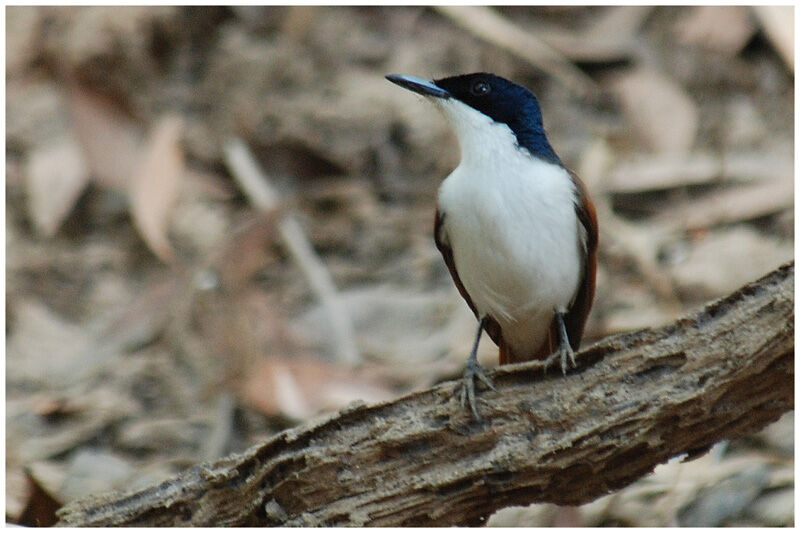 Shining Flycatcher female adult