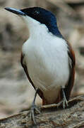 Shining Flycatcher