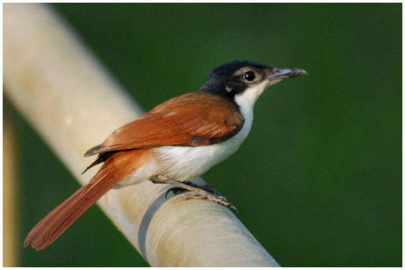 Shining Flycatcher female adult