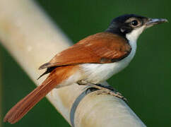 Shining Flycatcher