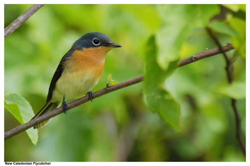 Melanesian Flycatcher female adult