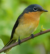 Melanesian Flycatcher