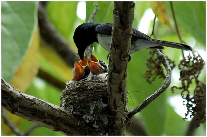 Melanesian Flycatcher male adult breeding