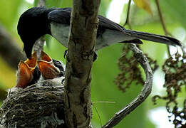 Melanesian Flycatcher