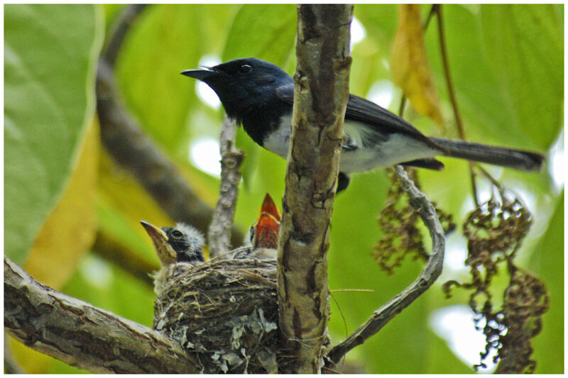 Melanesian Flycatcher male adult breeding