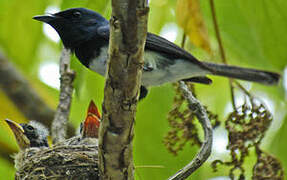 Melanesian Flycatcher