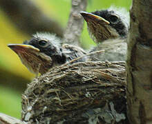 Melanesian Flycatcher