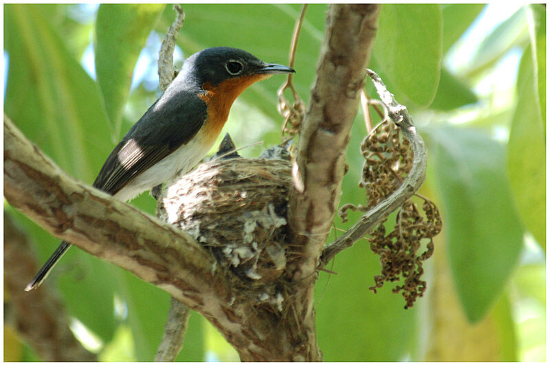 Melanesian Flycatcher female adult breeding