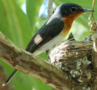 Melanesian Flycatcher