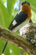 Melanesian Flycatcher