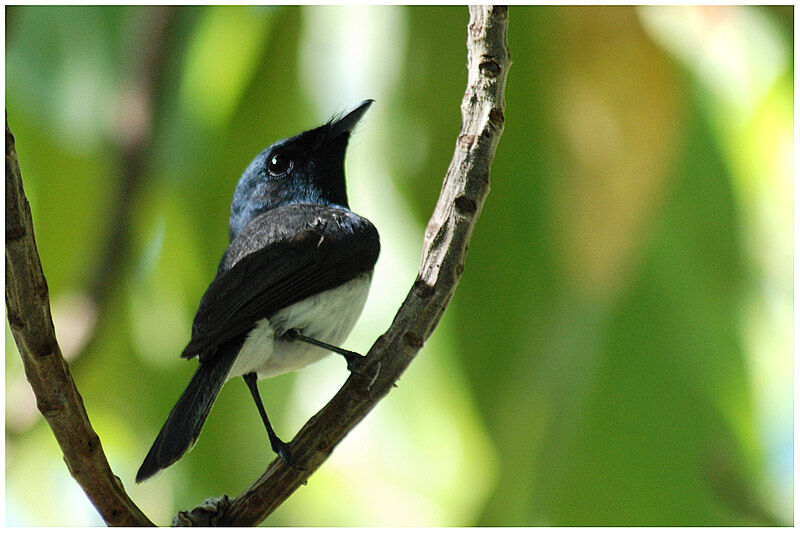 Melanesian Flycatcher male adult breeding