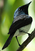 Melanesian Flycatcher