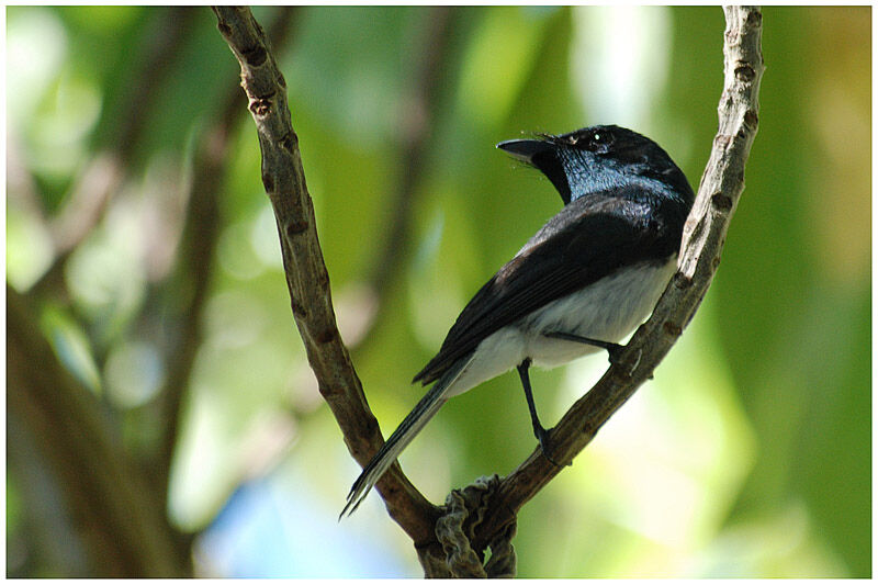 Melanesian Flycatcher male adult breeding