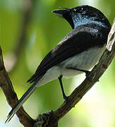 Melanesian Flycatcher