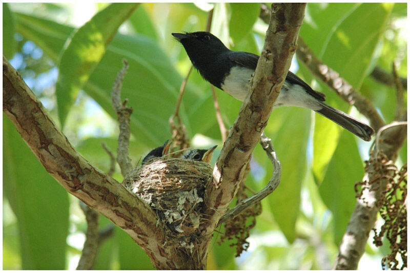 Melanesian Flycatcher male adult breeding