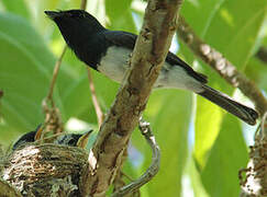 Melanesian Flycatcher