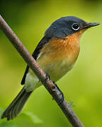 Melanesian Flycatcher