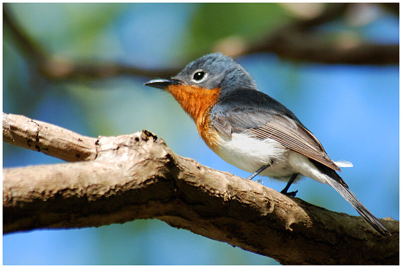 Melanesian Flycatcher female adult breeding